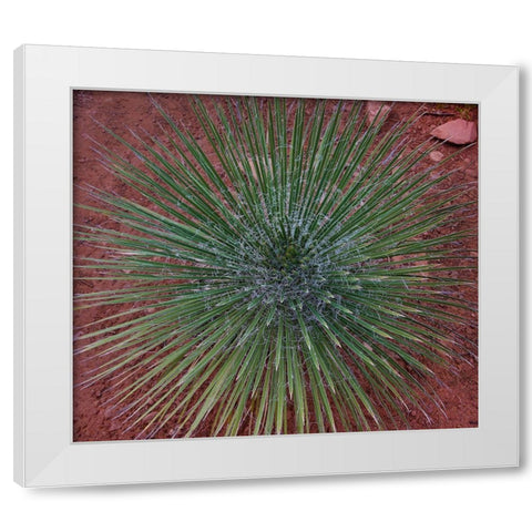 Narrow Leaf Agave  White Modern Wood Framed Art Print by Fitzharris, Tim