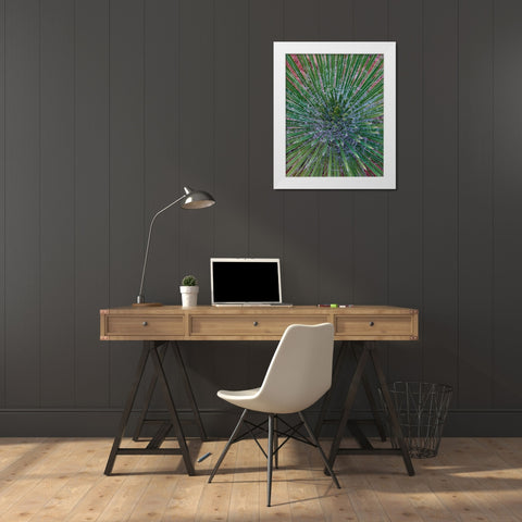 Narrow Leaf Agave  White Modern Wood Framed Art Print by Fitzharris, Tim