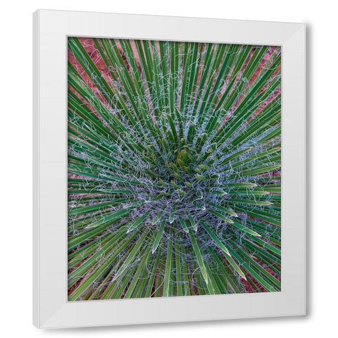 Narrow Leaf Agave  White Modern Wood Framed Art Print by Fitzharris, Tim