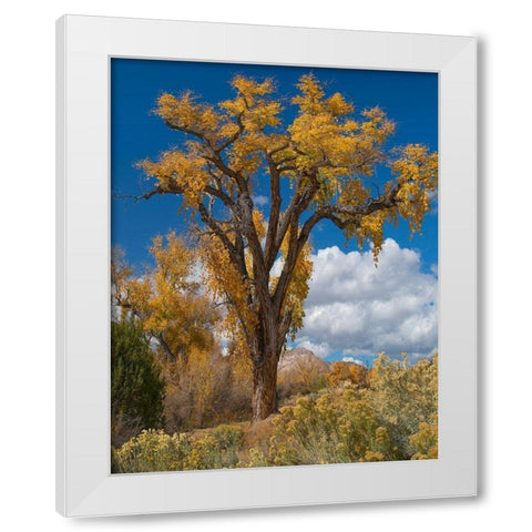 Chamisas and Cottonwood Trees White Modern Wood Framed Art Print by Fitzharris, Tim
