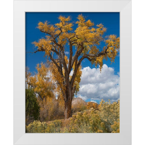 Chamisas and Cottonwood Trees White Modern Wood Framed Art Print by Fitzharris, Tim