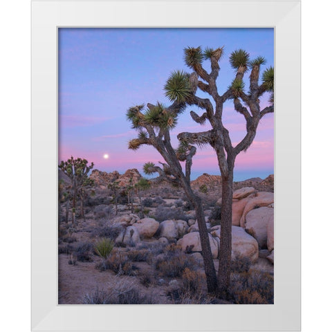 Joshua Tree at Joshua Tree National Park White Modern Wood Framed Art Print by Fitzharris, Tim