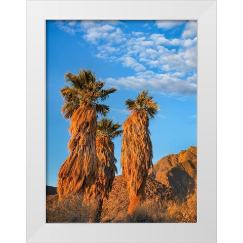 California Fan Palms White Modern Wood Framed Art Print by Fitzharris, Tim