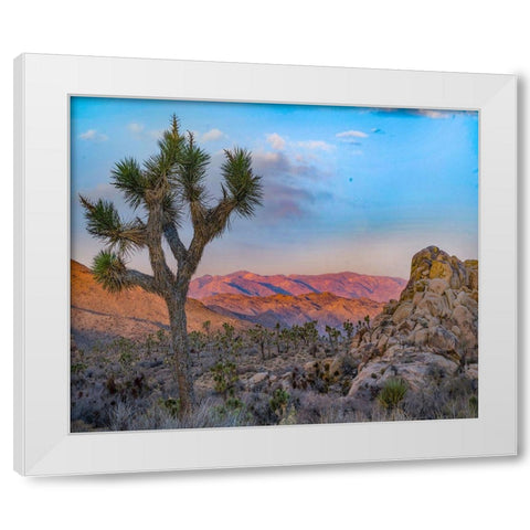 Joshua Trees at Lost Horse Valley White Modern Wood Framed Art Print by Fitzharris, Tim