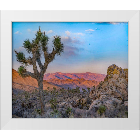 Joshua Trees at Lost Horse Valley White Modern Wood Framed Art Print by Fitzharris, Tim