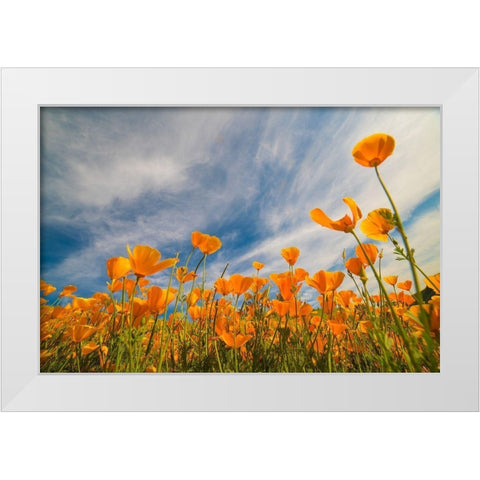 California Poppies near Lake Elsinor White Modern Wood Framed Art Print by Fitzharris, Tim