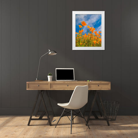 California Poppies near Lake Elsinor White Modern Wood Framed Art Print by Fitzharris, Tim