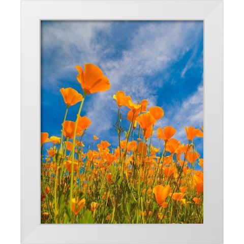 California Poppies near Lake Elsinor White Modern Wood Framed Art Print by Fitzharris, Tim