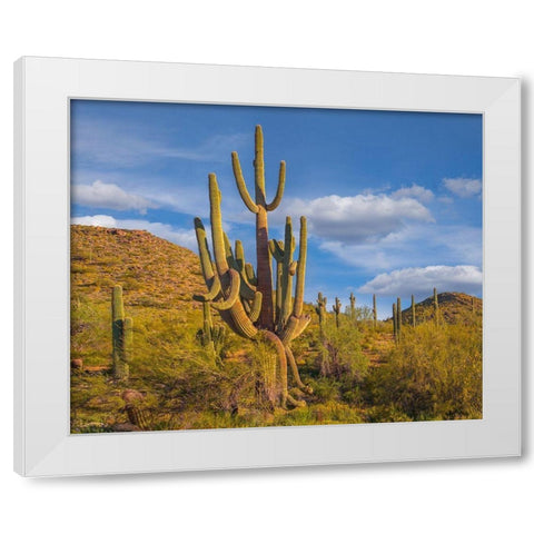 Big Saguaro Cactus White Modern Wood Framed Art Print by Fitzharris, Tim