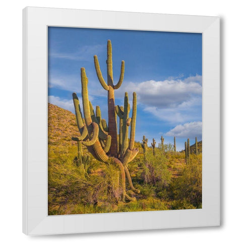 Big Saguaro Cactus White Modern Wood Framed Art Print by Fitzharris, Tim