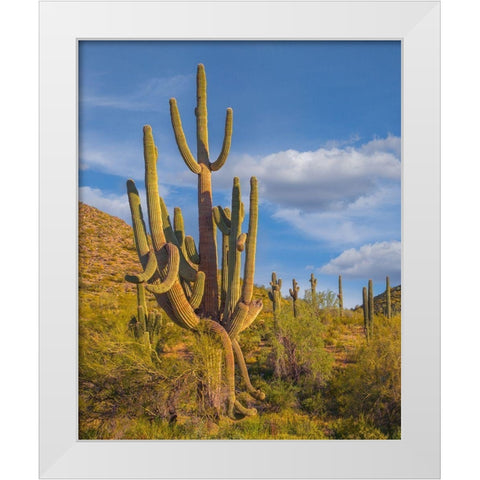 Big Saguaro Cactus White Modern Wood Framed Art Print by Fitzharris, Tim