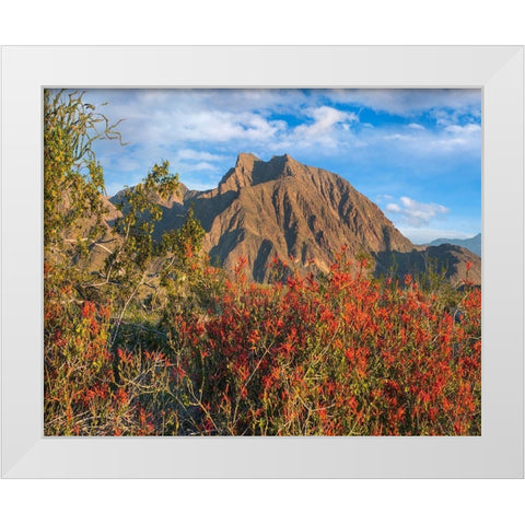 Chuparosa and Indian Head Mountain White Modern Wood Framed Art Print by Fitzharris, Tim