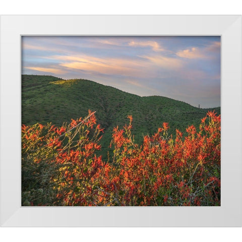 Chuparosa-Anza Borrego Desert State Park-California-USA White Modern Wood Framed Art Print by Fitzharris, Tim