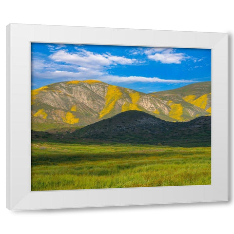 Wildflower Bloom  White Modern Wood Framed Art Print by Fitzharris, Tim