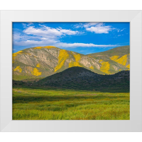 Wildflower Bloom  White Modern Wood Framed Art Print by Fitzharris, Tim