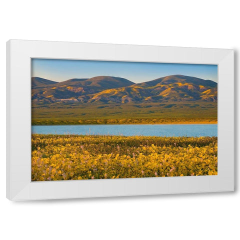 Yellow Daisies and Tremblor Range White Modern Wood Framed Art Print by Fitzharris, Tim