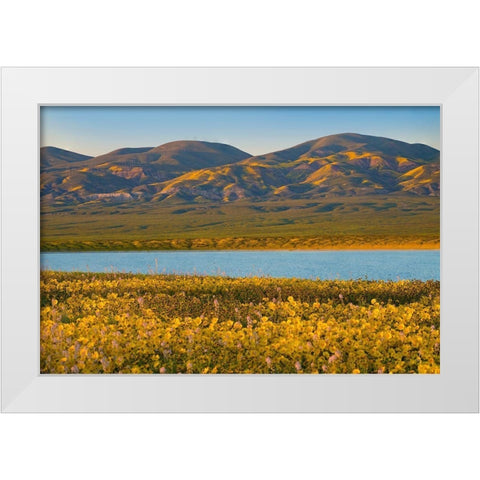 Yellow Daisies and Tremblor Range White Modern Wood Framed Art Print by Fitzharris, Tim