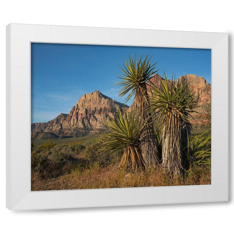 Mohave Yucca at Red Rock Canyon White Modern Wood Framed Art Print by Fitzharris, Tim