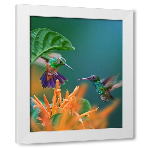 Blue Chinned Sapphire and Copper-Rumped Hummingbirds White Modern Wood Framed Art Print by Fitzharris, Tim