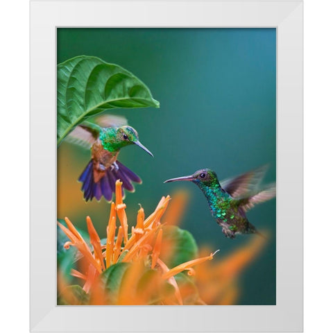 Blue Chinned Sapphire and Copper-Rumped Hummingbirds White Modern Wood Framed Art Print by Fitzharris, Tim