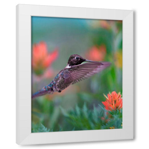 Black Chinned Hummingbird with Indian Paintbrush White Modern Wood Framed Art Print by Fitzharris, Tim