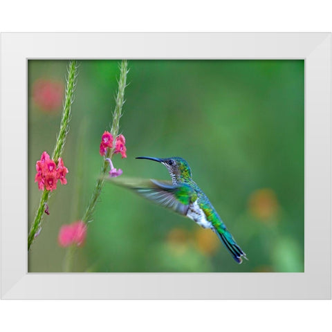 White Necked Jacobin White Modern Wood Framed Art Print by Fitzharris, Tim