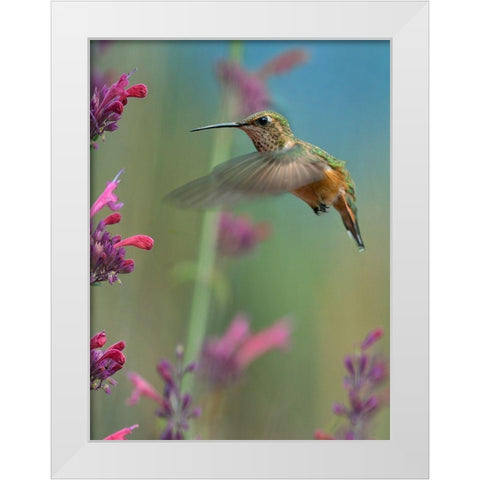 Broad Tailed Hummingbirds White Modern Wood Framed Art Print by Fitzharris, Tim