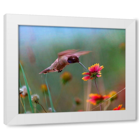 Black Chinned Hummingbird White Modern Wood Framed Art Print by Fitzharris, Tim