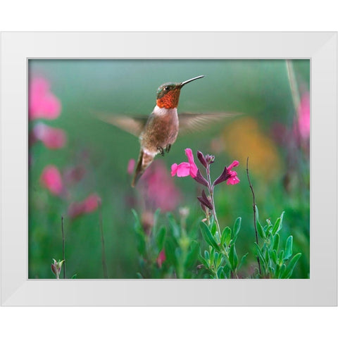 Ruby Throated Hummingbird White Modern Wood Framed Art Print by Fitzharris, Tim