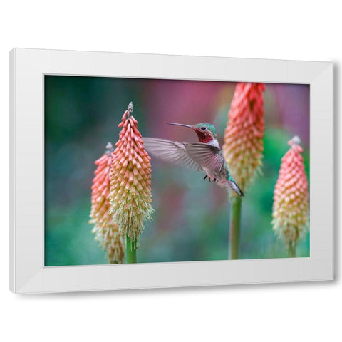 Broad Tailed Hummingbird at Red Hot Poker White Modern Wood Framed Art Print by Fitzharris, Tim