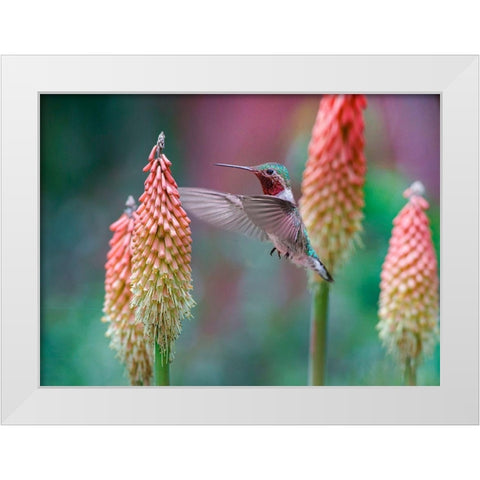 Broad Tailed Hummingbird at Red Hot Poker White Modern Wood Framed Art Print by Fitzharris, Tim