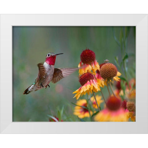 Broad Tailed Hummingbird White Modern Wood Framed Art Print by Fitzharris, Tim