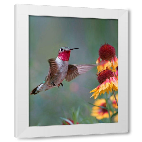 Broad Tailed Hummingbird White Modern Wood Framed Art Print by Fitzharris, Tim