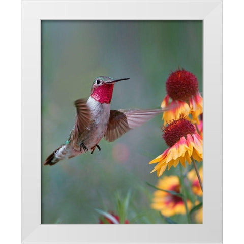 Broad Tailed Hummingbird White Modern Wood Framed Art Print by Fitzharris, Tim