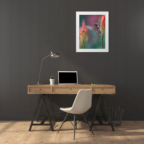 Broad Tailed Hummingbird White Modern Wood Framed Art Print by Fitzharris, Tim
