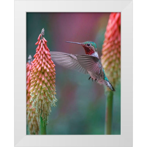 Broad Tailed Hummingbird White Modern Wood Framed Art Print by Fitzharris, Tim