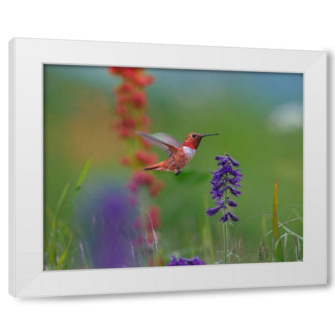 Rufous Hummingbird White Modern Wood Framed Art Print by Fitzharris, Tim