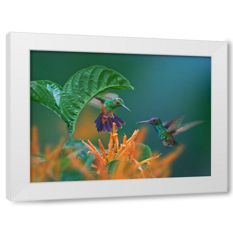 Blue Chinned Sapphire and Copper-Rumped Hummingbirds White Modern Wood Framed Art Print by Fitzharris, Tim