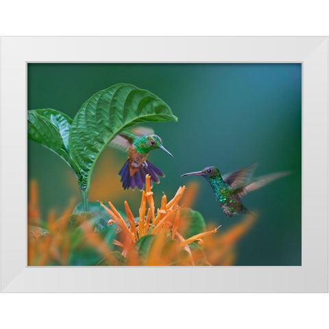 Blue Chinned Sapphire and Copper-Rumped Hummingbirds White Modern Wood Framed Art Print by Fitzharris, Tim