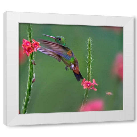 Copper Rumped Humming Bird White Modern Wood Framed Art Print by Fitzharris, Tim