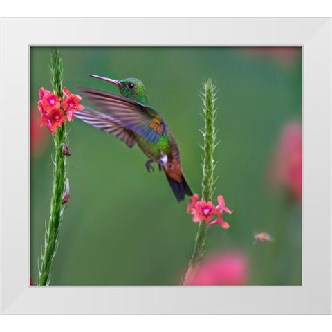 Copper Rumped Humming Bird White Modern Wood Framed Art Print by Fitzharris, Tim