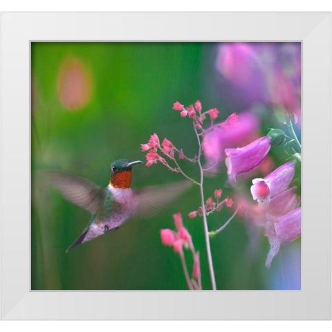 Ruby Throated Hummingbird White Modern Wood Framed Art Print by Fitzharris, Tim