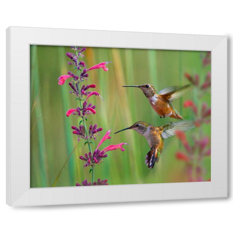 Broad Tailed Hummingbirds White Modern Wood Framed Art Print by Fitzharris, Tim