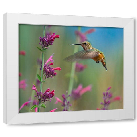 Broad Tailed Hummingbirds White Modern Wood Framed Art Print by Fitzharris, Tim