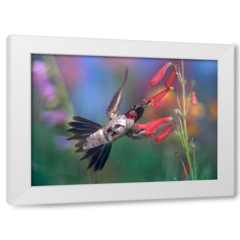 Broad Tailed Hummingbird at Scarlet Bugler White Modern Wood Framed Art Print by Fitzharris, Tim