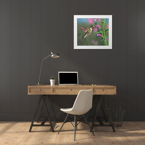 Broad Tailed Hummingbird at Penstemon White Modern Wood Framed Art Print by Fitzharris, Tim