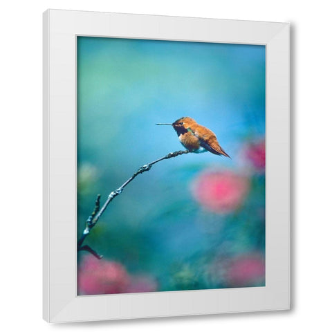 Rufous Hummingbird Sitting on Branch White Modern Wood Framed Art Print by Fitzharris, Tim