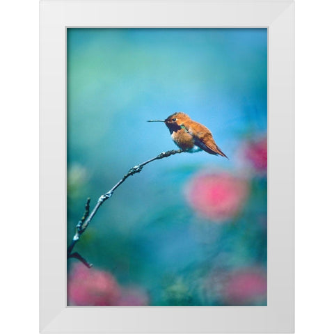 Rufous Hummingbird Sitting on Branch White Modern Wood Framed Art Print by Fitzharris, Tim