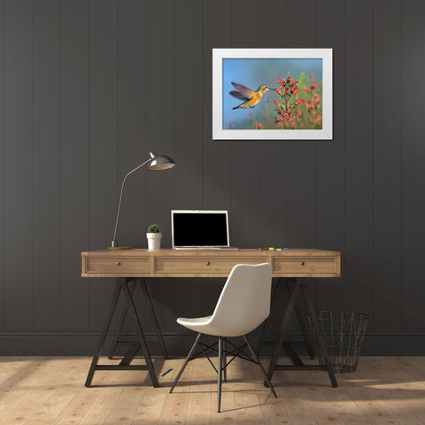 Rufous Hummingbird White Modern Wood Framed Art Print by Fitzharris, Tim