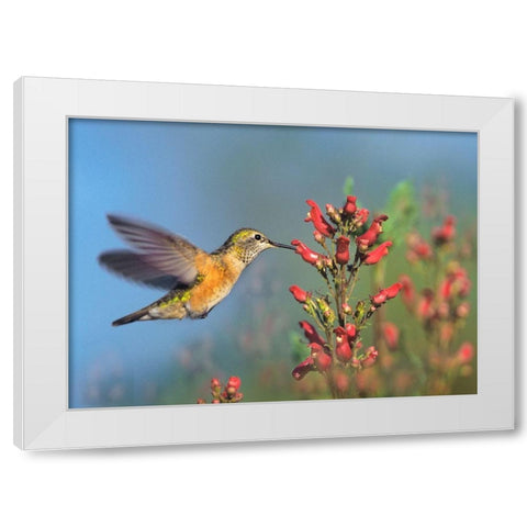 Rufous Hummingbird White Modern Wood Framed Art Print by Fitzharris, Tim